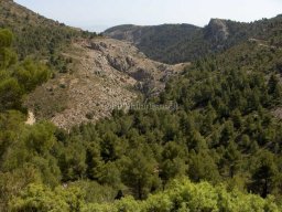 Mula Antigua serie-2